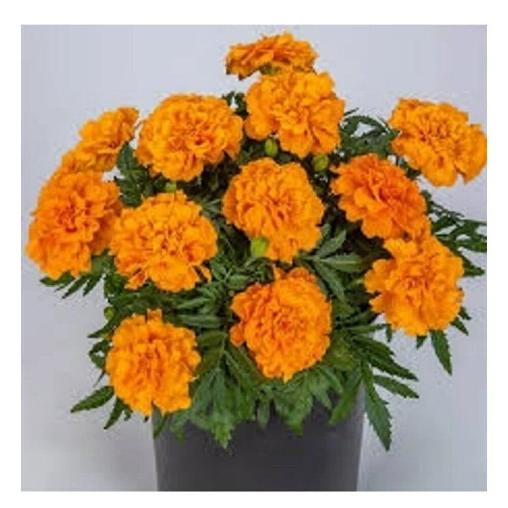 Marigold Super Hero Orange Seeds 1000+